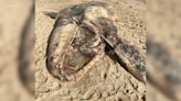 Video: 30-foot dead whale washed ashore on Southern California beach