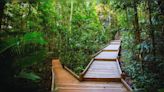 Australia: Life inside Daintree Rainforest - World's oldest rainforest