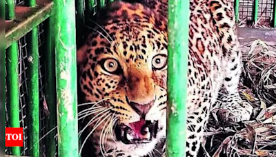 17-year-old mauled by leopard in Uttarakhand's Tehri | Dehradun News - Times of India