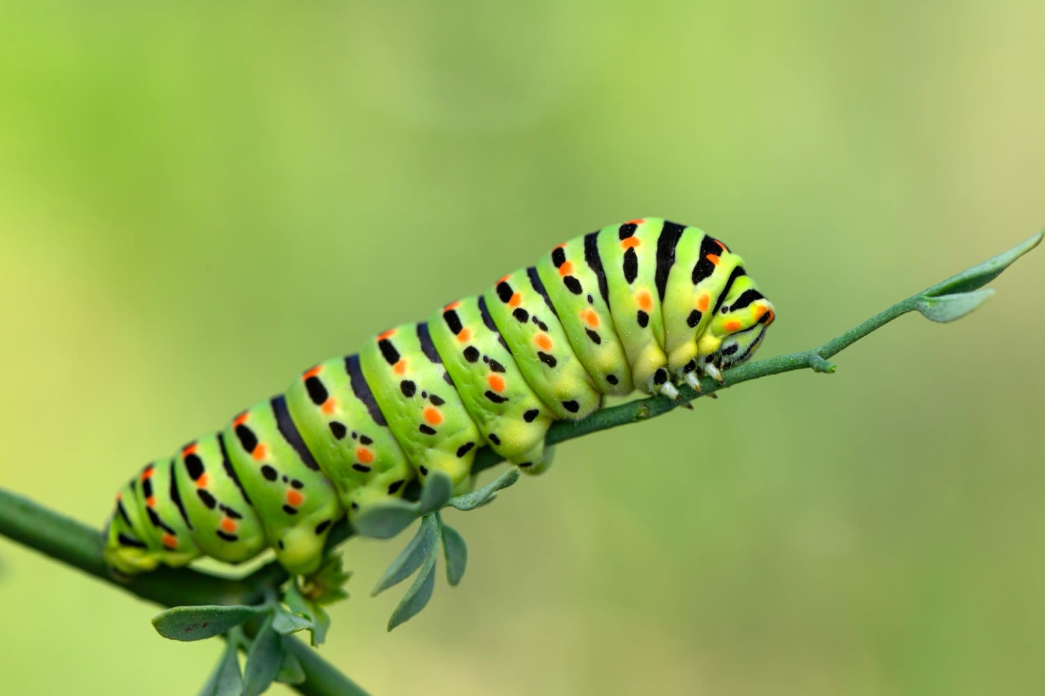 "Song that plays when you encounter a caterpillar" accurately named