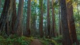 Prairie Creek Redwoods State Park