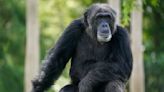 Sweden: chimps euthanized after escaping from zoo enclosure