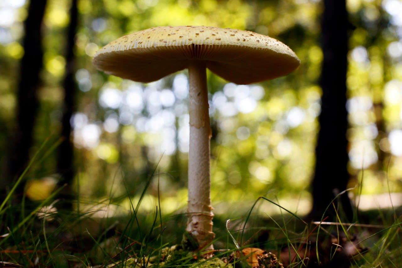 Midwest sees surge in calls to poison control centers amid bumper crop of wild mushrooms