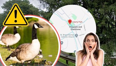 Geese Louise! New Jersey Residents are Appalled by Town's Plans to Gas Geese to Death!