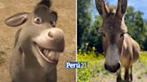 El burro que inspiró al personaje de “Shrek” recibirá jugosa ‘jubilación’