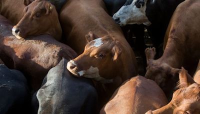 Cierre alcista para el precio de la hacienda en el mercado de Cañuelas