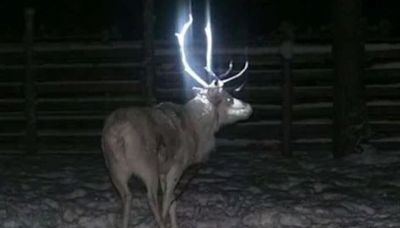 People discover tragic fact behind reindeer having glow-in-the-dark antlers