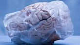 Científicos Chinos logran revivir tejido cerebral humano congelado - Diario Hoy En la noticia