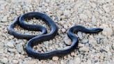 Neue Schlangenart auf der Arabischen Halbinsel entdeckt