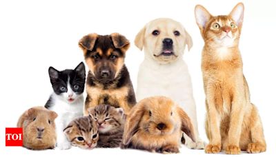 8 laws from across the world for keeping pets - Times of India