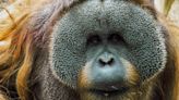 Louisville Zoo recently announced loss of 36-year-old orangutan