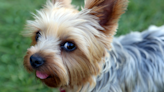 Family Left Heartbroken After Beloved Teacup Yorkie Is 'Stolen' From Their Yard