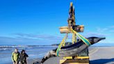 World’s rarest whale may have washed up on New Zealand beach, possibly shedding clues on species