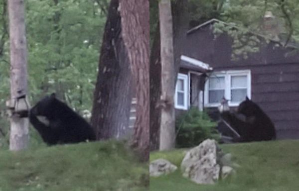 Police alert residents in central Massachusetts town of bear sighting: "This isn't Yogi"