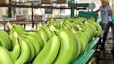 Transnacionales demandaron más banano en Ecuador ante baja producción en Centroamérica y Colombia