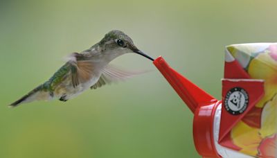 Get ready to put your hummingbird feeders out. See where they are with interactive map