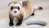 Cloning makes three: Two more endangered ferrets are gene copies of critter frozen in 1980s