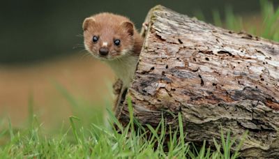 The Irish stoat, the feisty predator of our laneways - Take on Nature