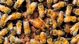 Family Shocked to Find 60,000 Bees Living In Their Walls