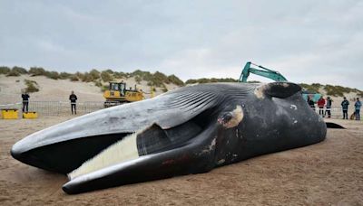 Japón permitirá cazar ballenas de aleta