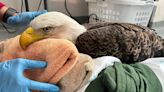 A bald eagle, gone too soon. Wildlife center reports death of MK