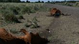 Argentina: sequía mata miles de vacas y daña cultivos