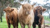 Highland Cows' Reactions to Getting Apple Treats Are Enough to Make Anyone Smile