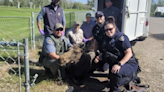 Fish and Game officers with help from police remove moose from Pocatello golf course