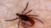 Researchers launching tick study after record year for Lyme disease