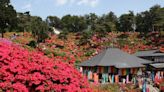 日本賞花接力！下一棒來看名列「東京新百景」的繽紛杜鵑花海！ | 蕃新聞