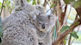 Australian Reptile Park Announces the Birth of Its 100th Koala Joey: 'A Significant Achievement'