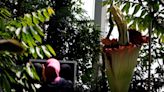 Una 'flor cadáver' o 'pene de titán' atrae curiosos en un jardín botánico belga