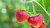 9 Fast-Growing Berries That Will Bear Fruit in No Time