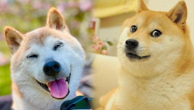 Fallece Kabosu, la tierna perrita que inspiró el meme Doge; fans se despiden