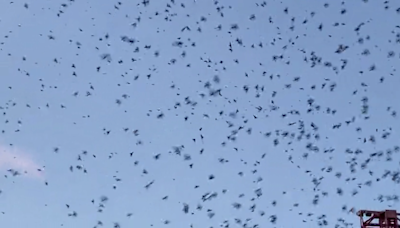 Purple Martins return to Nashville near Nissan Stadium