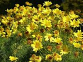 Coreopsis