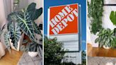 ‘When you see this plant at Home Depot leave it there’: Expert warns don’t buy these 3 house plants