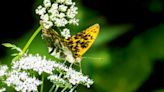 Major grant approved to help survival of endangered butterflies in California: ‘A victory for the butterfly’