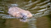 Beaver family to be moved to Loch Lomond