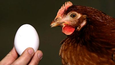 La realidad oculta detrás del huevo: ¿Qué hay detrás de su producción en el Perú?