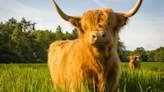 Highland Cow Does Most Precious 'Happy Hops' at Snacktime