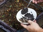 How to Use Coffee Grounds in the Garden