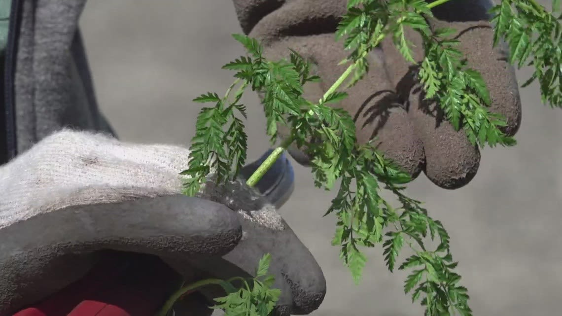 How to spot 'poison hemlock' in your yard — and get rid of it