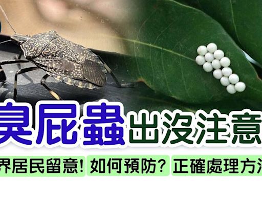 臭屁蟲卵｜大埔名物如何處理？14粒蟲卵爆咗會點？附預防入屋方法 | am730