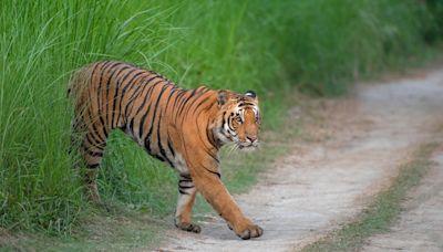 Officials finally see escaped tiger feared to be in Texas