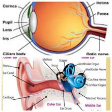 TERM 5 Ear & Eye Diagram | Quizlet