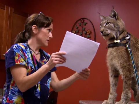 Dr. K’s Exotic Animal ER Season 6 Streaming: Watch & Stream Online via Disney Plus & Hulu