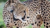 Cheetahs to arrive in India for historic reintroduction project – but can they survive battle of the big cats?