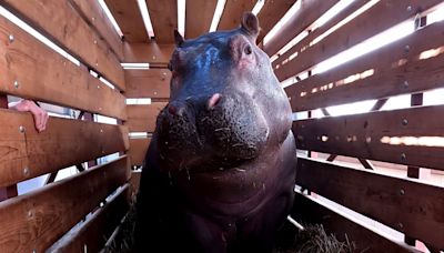 La hipopótama Serena llega al Bioparc Valencia para revolucionar la cueva de Kitum: se la verá bajo el agua