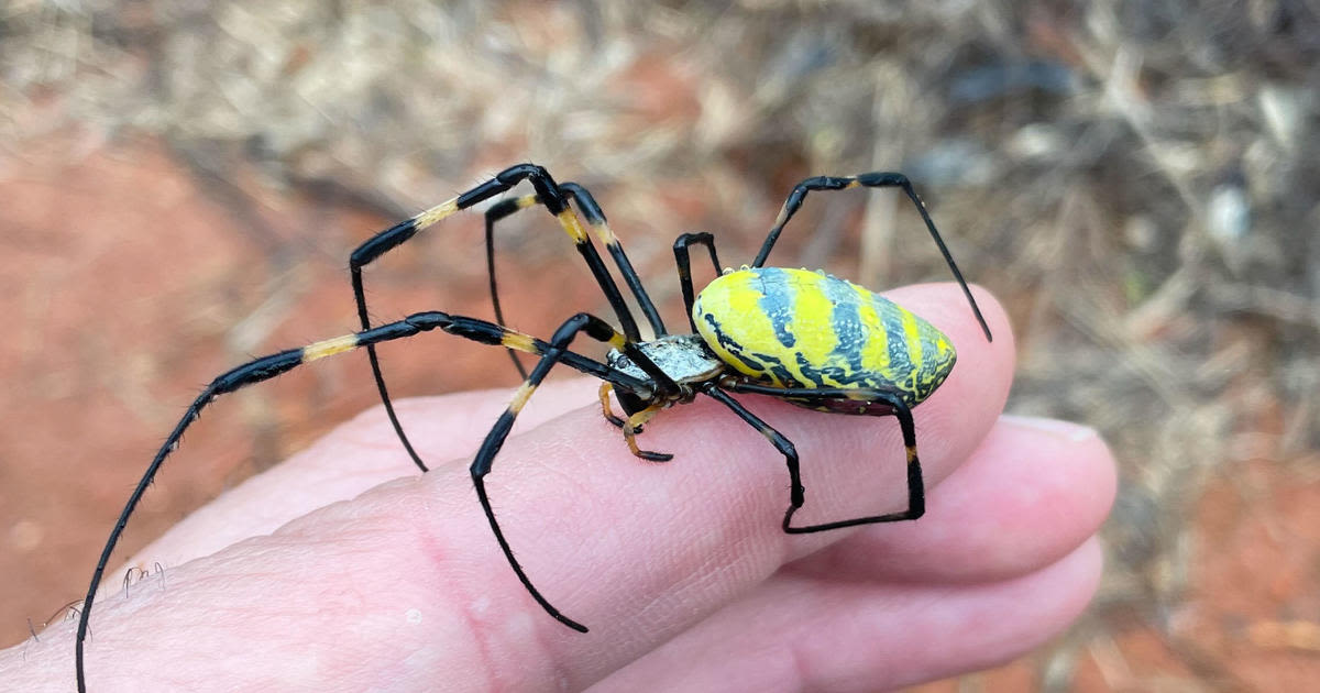 Venomous flying spiders with 4-inch legs spread across East Coast